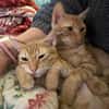 Fred & George aus dem Tierschutz
