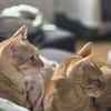 Fred & George aus dem Tierschutz