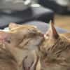 Fred & George aus dem Tierschutz