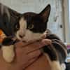 Vesta [Chaton]
