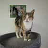 CALICO