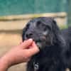 Baloo