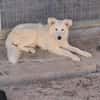 DAVID simil boarder collie