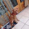 TWEET