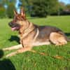 freundlicher Schäferhund sucht ....