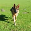 freundlicher Schäferhund sucht ....