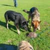 freundlicher Schäferhund sucht ....