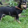 Robin