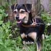 Robin