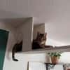 Zwei gemütliche Kater im besten Alter