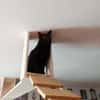 Zwei gemütliche Kater im besten Alter