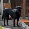Sara, sportliche Labrador - Mix Hündin