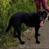 Sara, sportliche Labrador - Mix Hündin