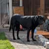 Sara, sportliche Labrador - Mix Hündin