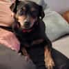Romeo - ein lieber freundlicher Hund