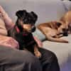 Romeo - ein lieber freundlicher Hund