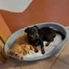 Romeo - ein lieber freundlicher Hund
