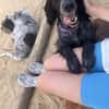 Jordan: kinderlieber English-Setter-Mix