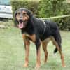Jerry ein Traum von Hund ...
