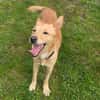 Hundejunge BONI