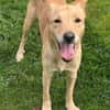 Hundejunge BONI