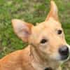 Hundejunge BONI