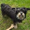 Kleine DIXIE sucht Zuhause