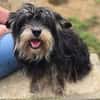 Kleine DIXIE sucht Zuhause