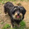 Kleine DIXIE sucht Zuhause
