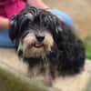 Kleine DIXIE sucht Zuhause