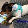 NOTFALL Mandy2 - kleiner Terrier Mix! DE