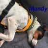 NOTFALL Mandy2 - kleiner Terrier Mix! DE