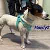 NOTFALL Mandy2 - kleiner Terrier Mix! DE