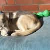 💕Skadi💕 sucht eine liebe Familie🐾💕🐾