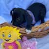 Milo, Labrador Mix Welpe