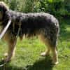 Wilson sucht HSH-Fans