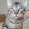 Angel (FIV+) - schöner, lieber Tiger