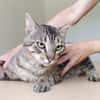 Angel (FIV+) - schöner, lieber Tiger
