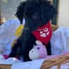 Bari - kleiner Labrador-Mix Welpe