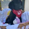 Bari - kleiner Labrador-Mix Welpe