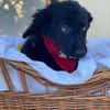 Bari - kleiner Labrador-Mix Welpe