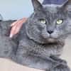 Sultan (FIV+)