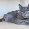 Sultan (FIV+)