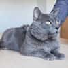 Sultan (FIV+)