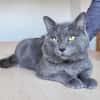 Sultan (FIV+)