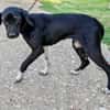 Jagdhund Mix, Hündin, 2 Jahre
