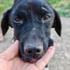 Jagdhund Mix, Hündin, 2 Jahre