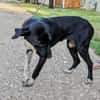 Jagdhund Mix, Hündin, 2 Jahre