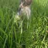 Duende