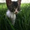 Duende